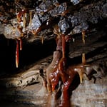 , Jaskyňa zlomísk, Slovenská speleologická spoločnosť